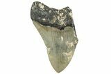 Bargain, Fossil Megalodon Tooth - Serrated Blade #295436-1